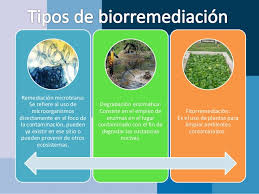 tipos de biorremediacion