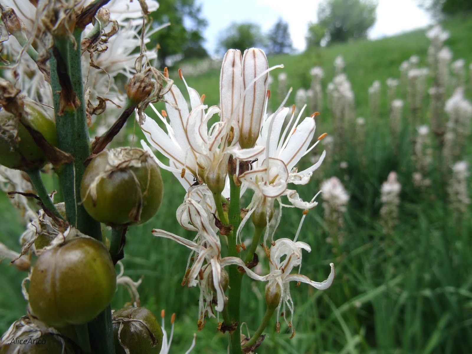 Guida Naturalistica in Oltrepò Pavese Riserva Naturale Monte Alpe