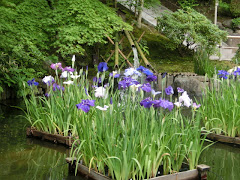 長谷寺の花筏
