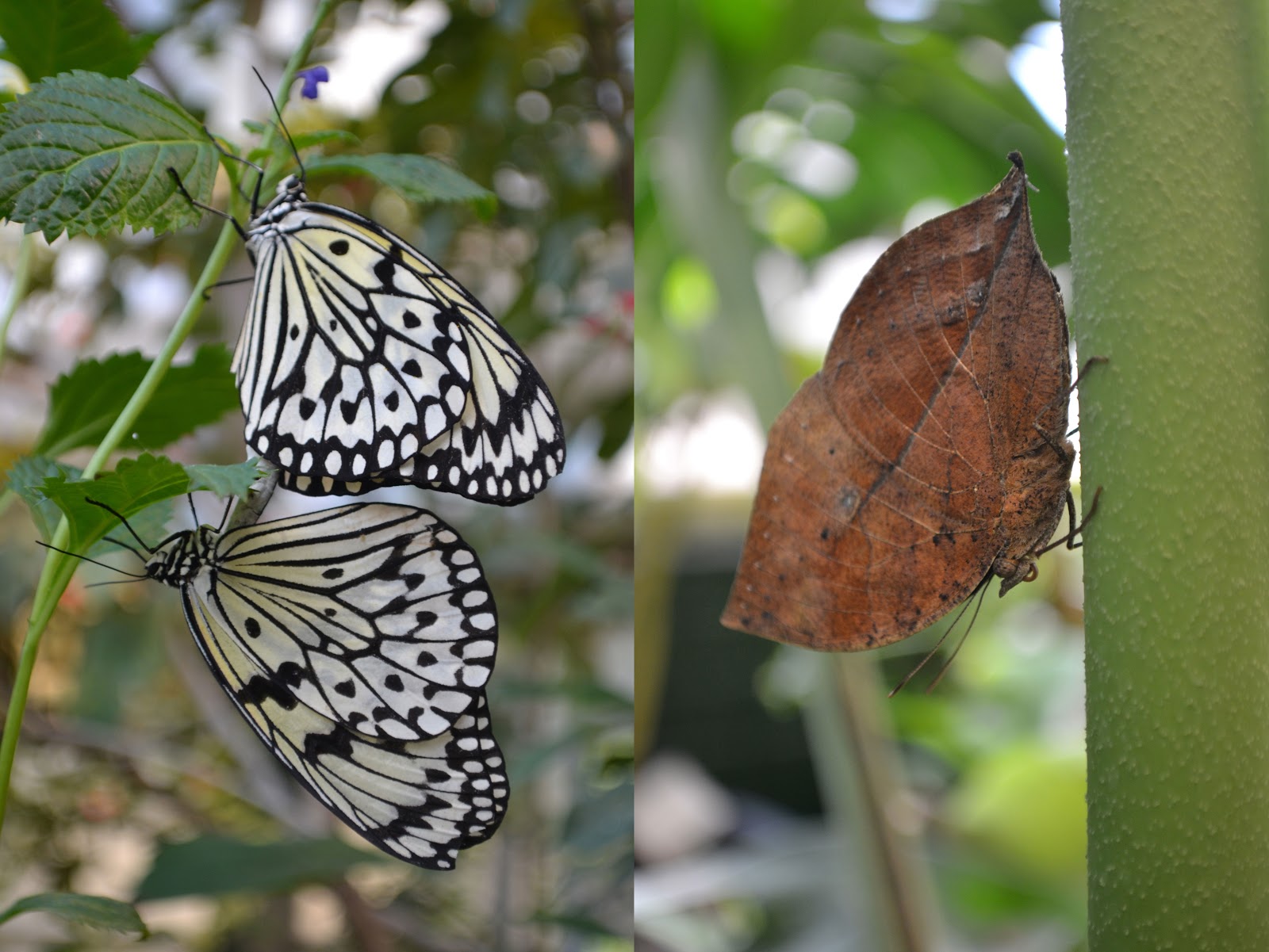 Dalen Tucson Botanical GardensButterfly Exhibit