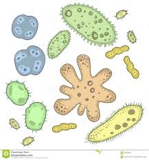 Los micros organismos y los virus