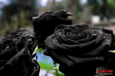 الوردة السوداء، الغرائب