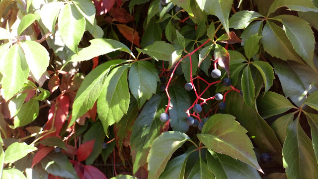 Parra virgen o enredadera de Virginia (Parthenocissus quinquefolia (L.) Planch.).