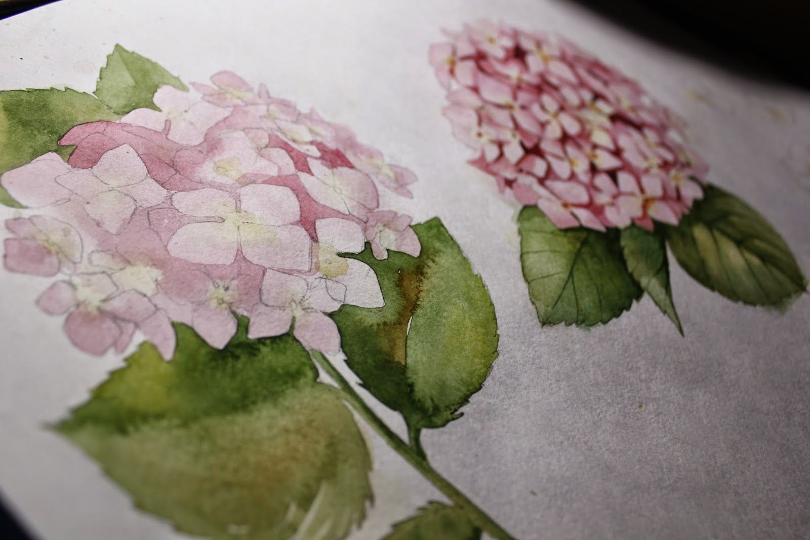 Гортензия акварелью пошагово