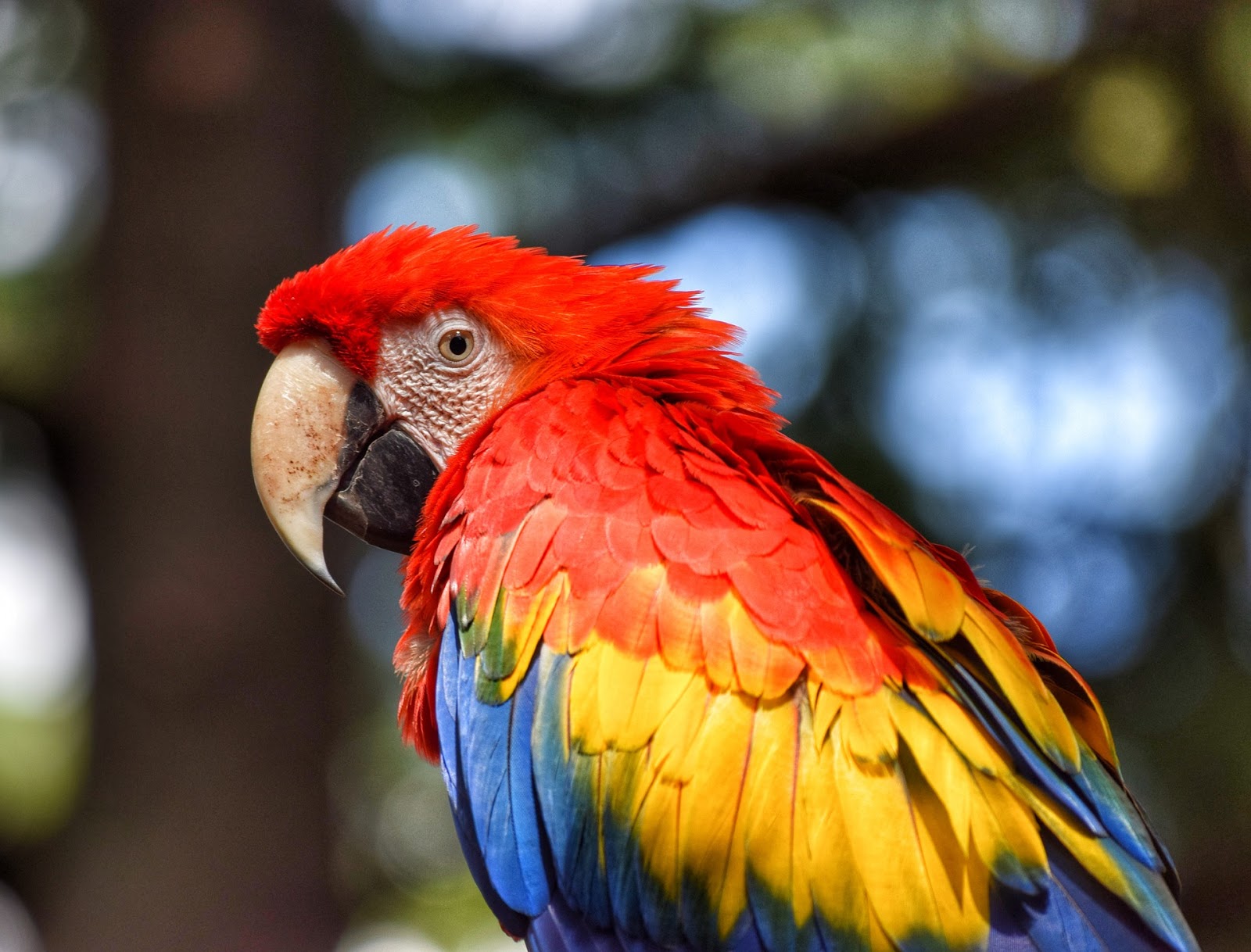 Mythology Folklore Blog: Extra Credit Reading Notes: Tales of a Parrot Mythology Folklore Blog: Extra Credit Reading Notes: Tales of a Parrot