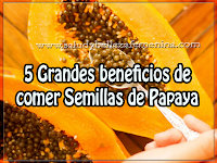 5 Grandes beneficios de comer Semillas de Papaya Salud y bienestar, 5 grandes beneficios de comer Semillas de Papaya