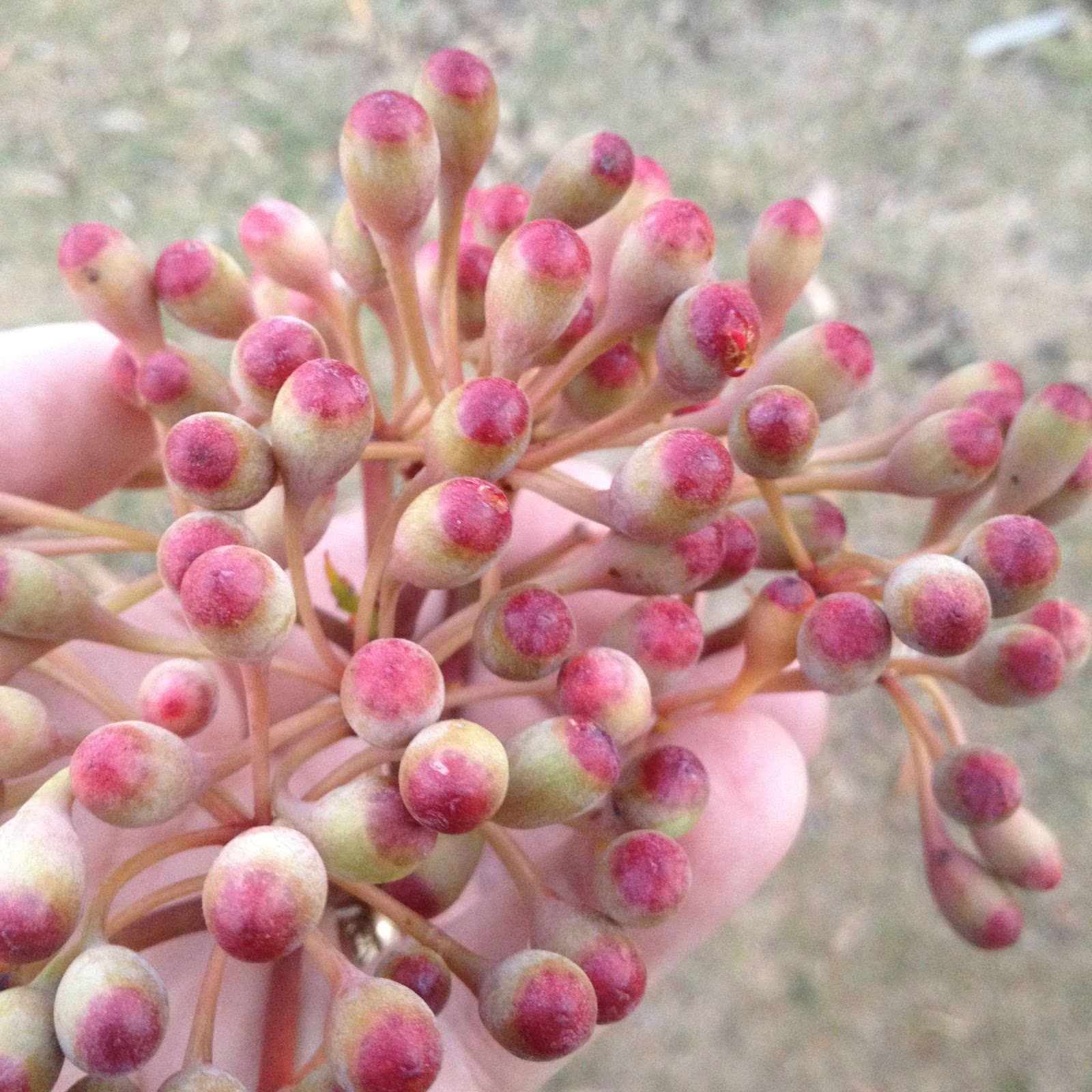 Swallows Nest Farm January Flowers