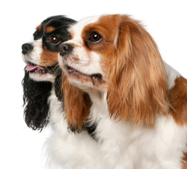 Cavalier King Charles Spaniel Dog breed