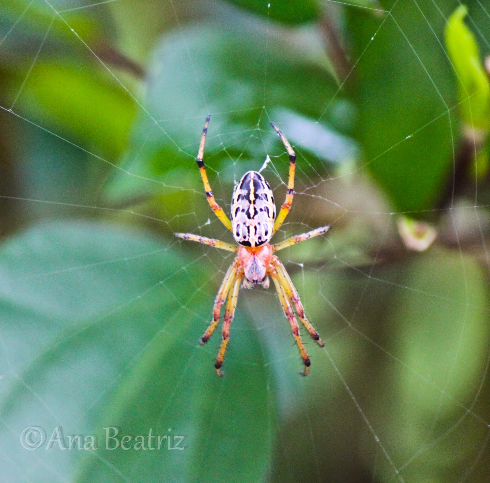 Aventura fotográfica: Arácnidos