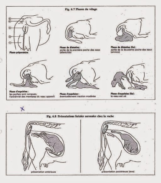 Le vêlage TNLA 2016 Lycée de Radinghem (62310)