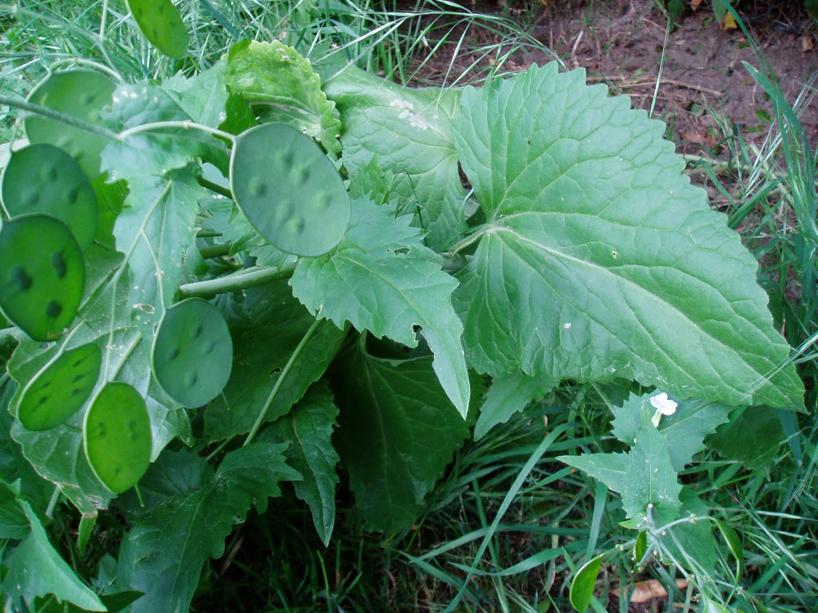 LUNARIA: Lunaria annua | Plantas rioMoros