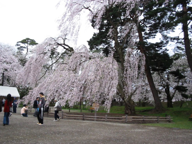 弘前公園のしだれ桜