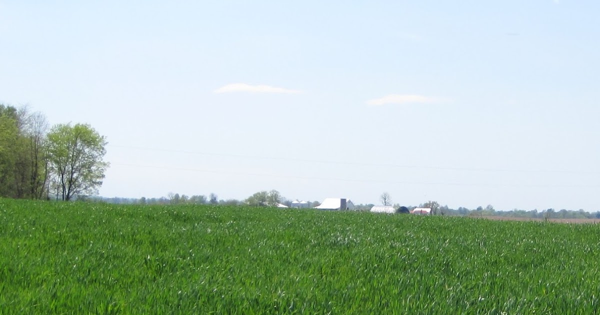 Grain Crops Update 2017 University of Kentucky Winter Wheat Meeting