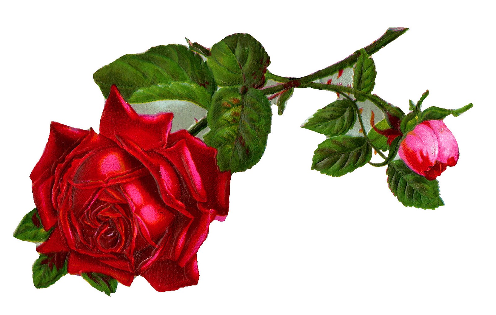 Antique Images: Stock Red Rose Digital Clip Art
