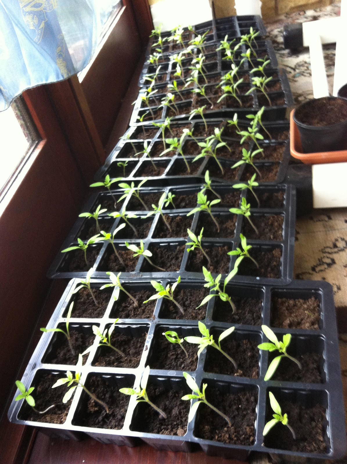 The PartTime Homesteader A week of tomato plant growth