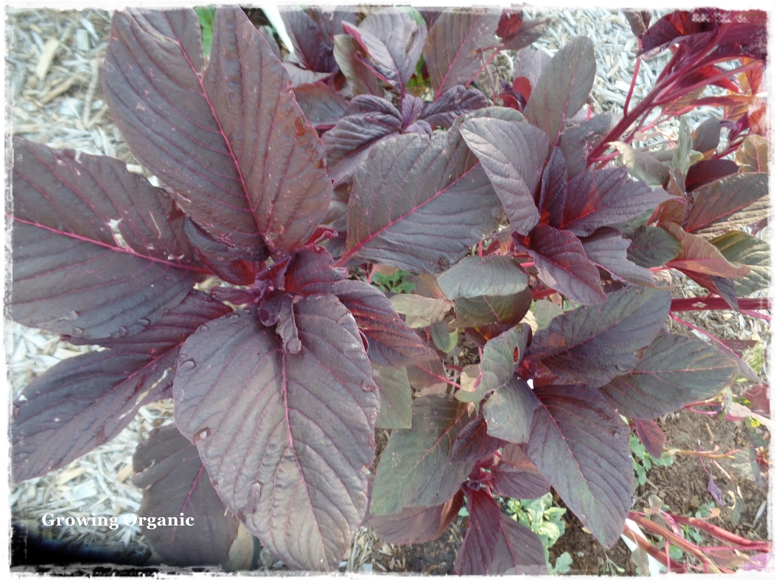 Amaranth Growing Zones