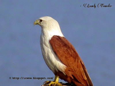 Brahminy Kite - Haliastur indus