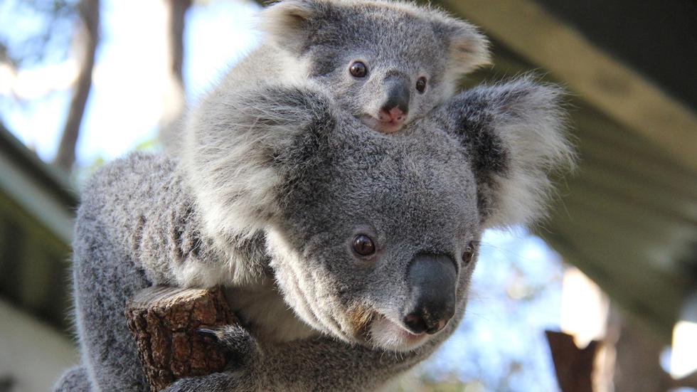 Roosevelt Severe & Unusual Weather 2 Koala Joeys Peek from Their