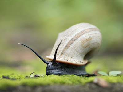 Поверия за насекоми Apple%2Bsnail