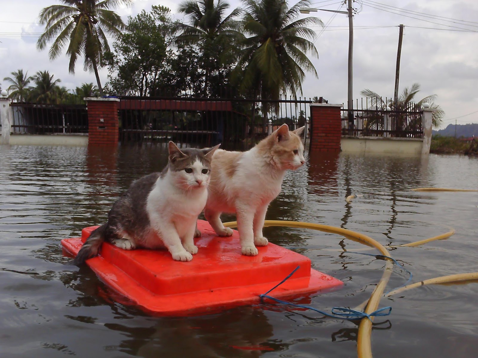 Mangsa Banjir Terbiar