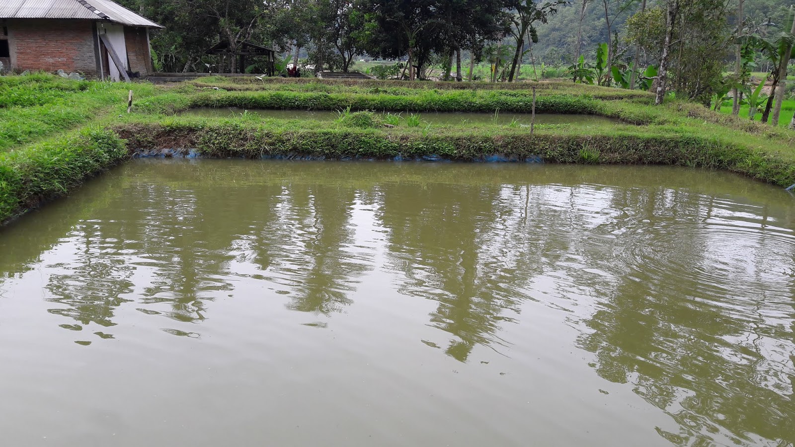 Penyuluhan Perikanan Perencanaan Usaha Pembesaran Ikan Gurame