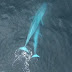 Син кит кърми малкото си (видео)