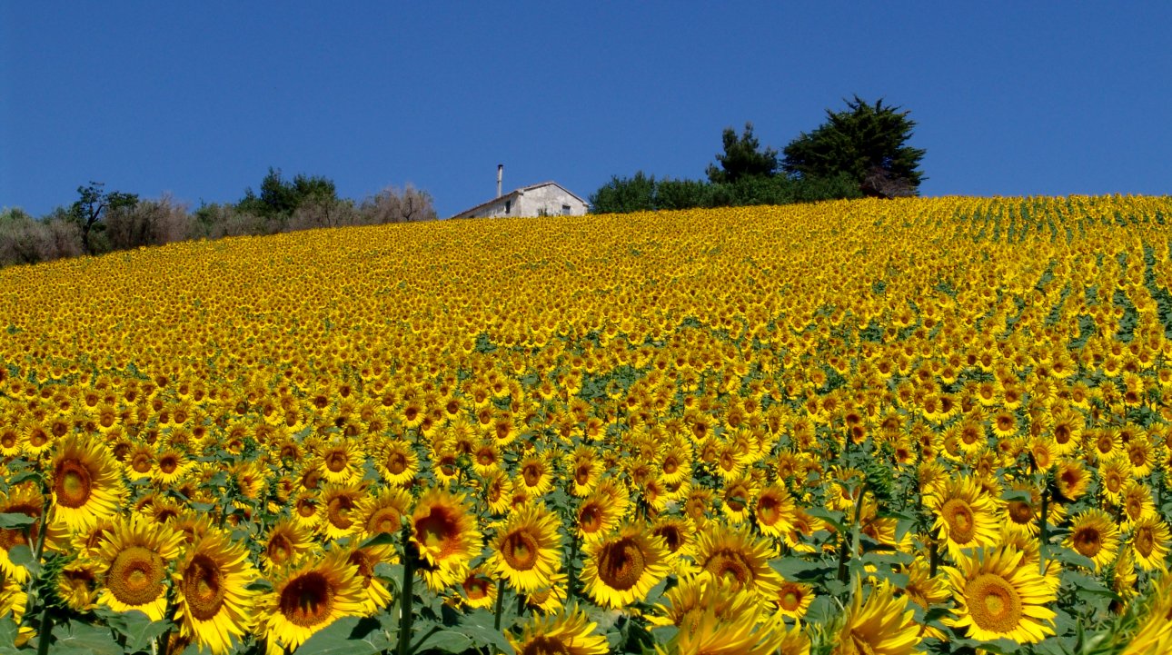 Una Foto al giorno: Campo di girasoli