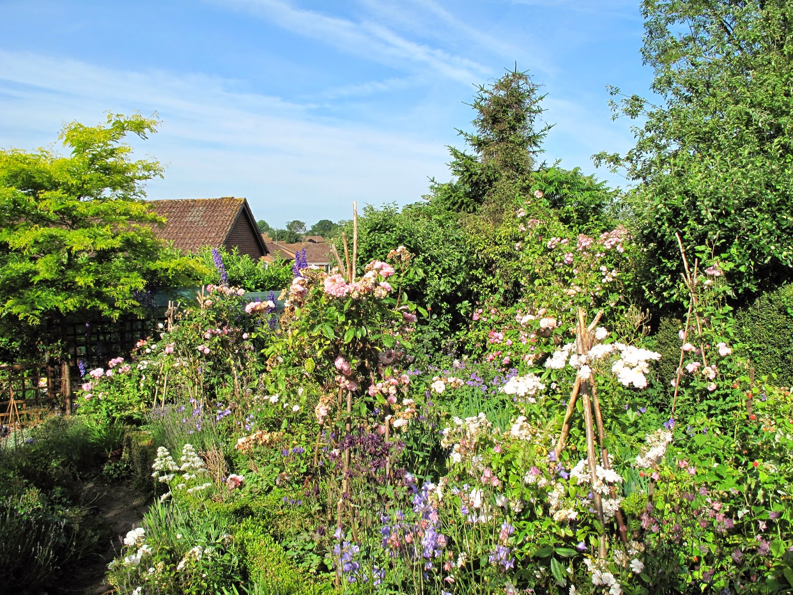 Joanne's Cottage Garden ROSES IN MY VEGETABLE GARDEN