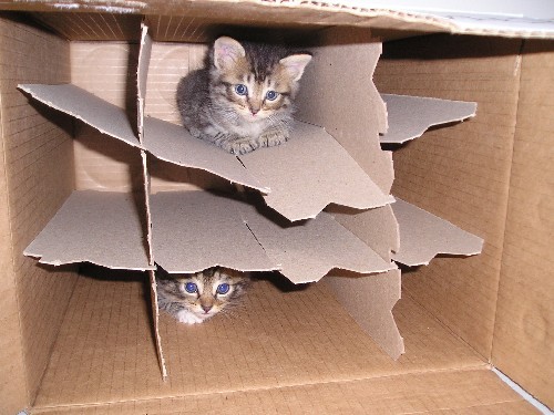 cats in boxes, cats and boxes, cute cat pictures