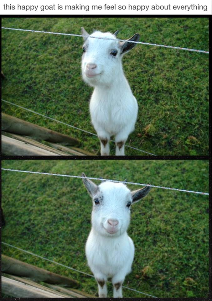 Apenas uma cabra feliz :)