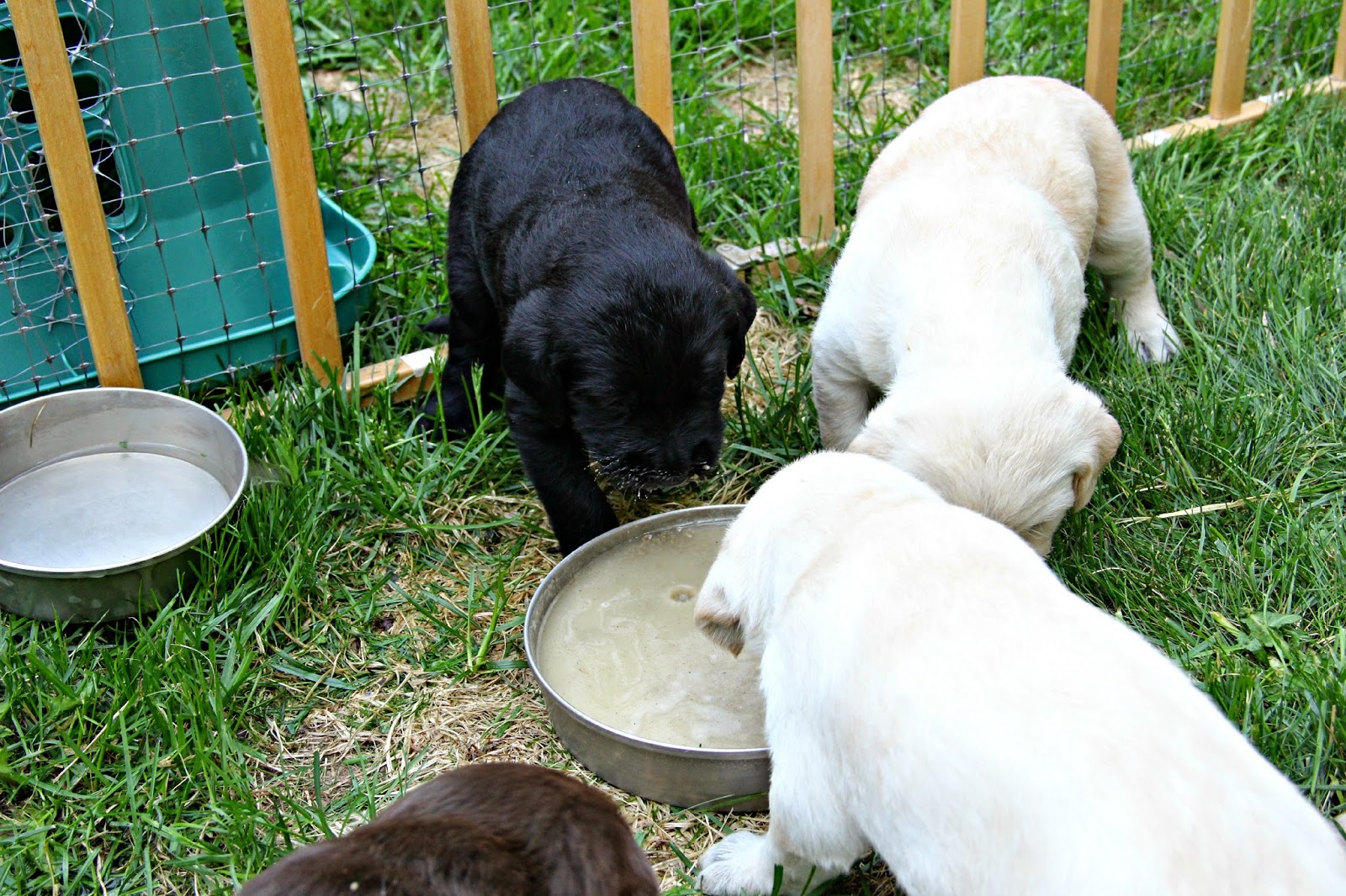 No Ordinary Sparrow First Taste of Gruel for The Labradoodle Pups