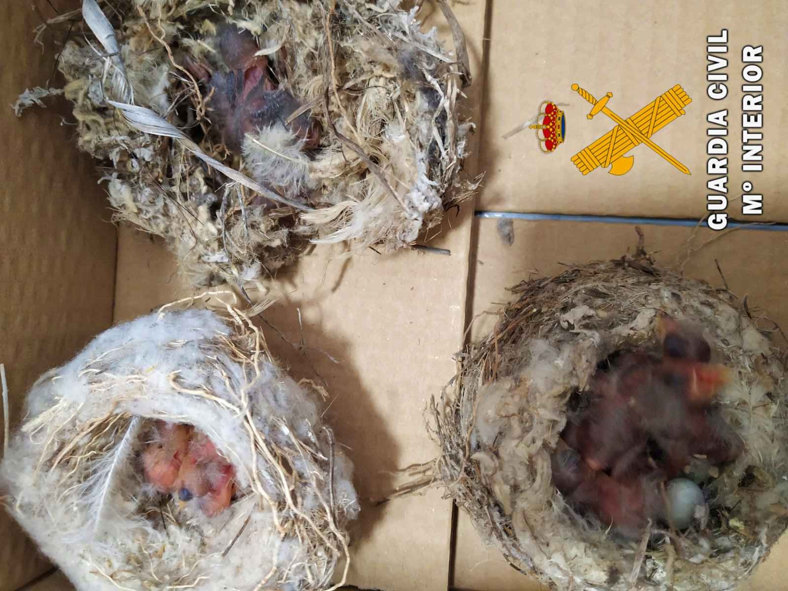 Propio modo Empotrar Sorprendidos con cuatro nidos de jilgueros | ALMERÍA HOY