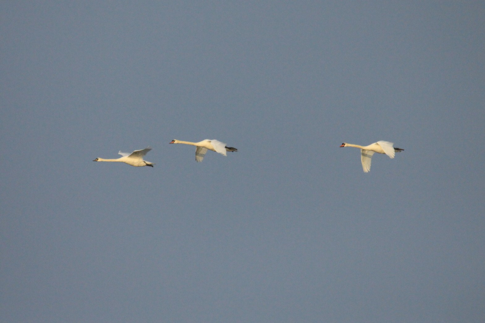 The Bagsy Blog Tea For One Joe Bonamassa (Led Zeppelin)