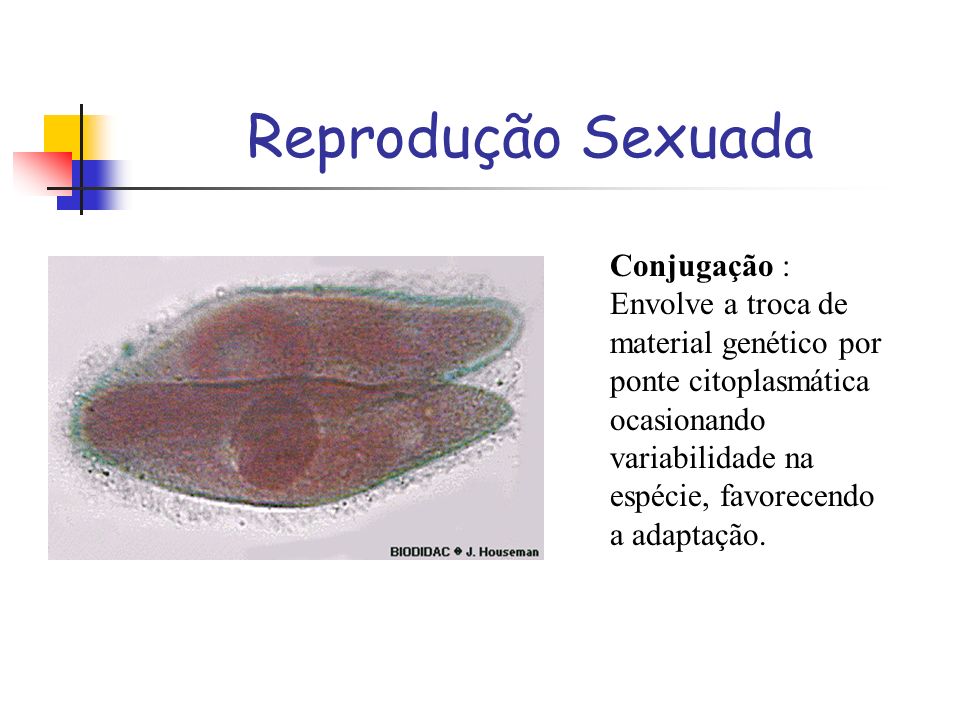 Descreva Como Ocorre A Reproducao Dos Protozoarios
