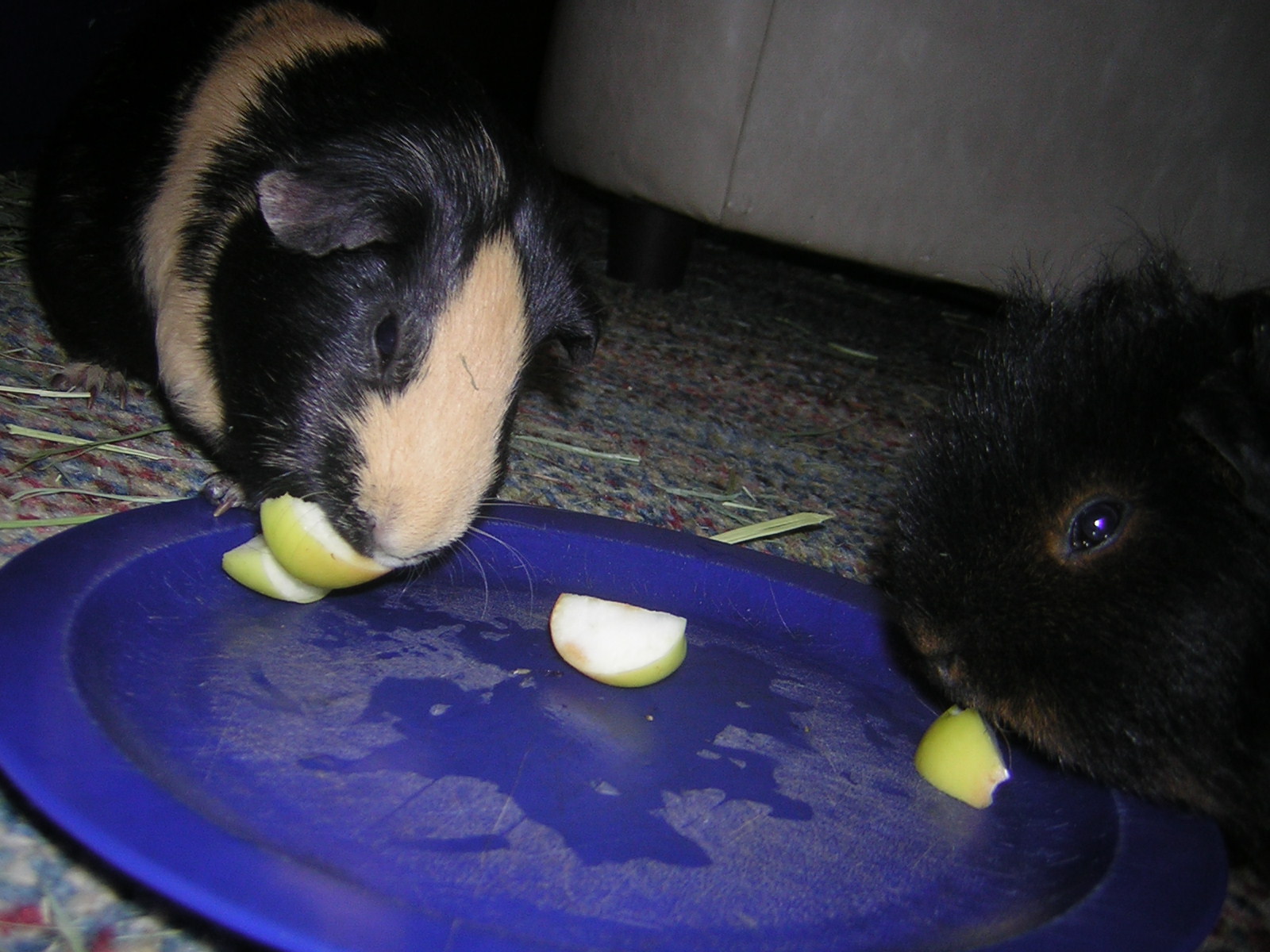 Cavy Savvy A Guinea Pig Blog Can Guinea Pigs Eat Lady Apples?