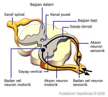 SCIENCE IS FUN: SUMSUM TULANG BELAKANG ( spinal cord )