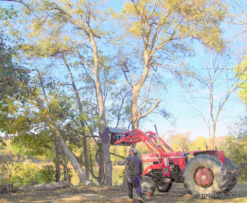 UN TOQUE DE MERCY: IMAGENES DE OTONO EN MI PATIO/// MUY BONITAS PARA