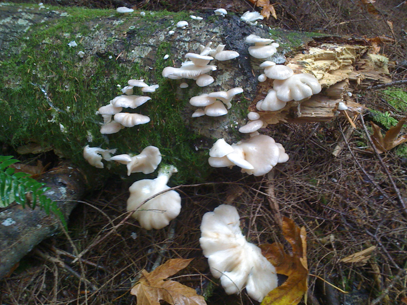 Temperate Climate Permaculture Permaculture Plants Alder