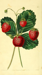  Free Botanical illustration Books