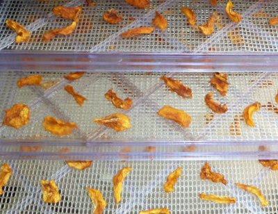 homegrown peaches on my Excalibur dehydrator trays