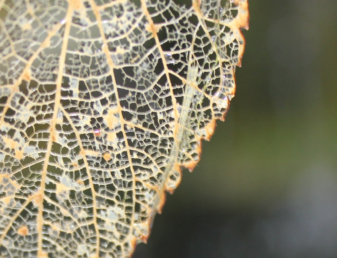 Biological Thinking What is a Leaf Skeleton?