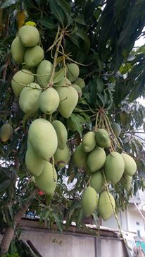 Rumah Bunga Neisha Rumah Bunga Neisha Mangga Madu Thailand Rajin Berbuah Rasanya Manis Namun karena bunga memiliki bentuh yang cantik dan indah. mangga madu thailand rajin berbuah