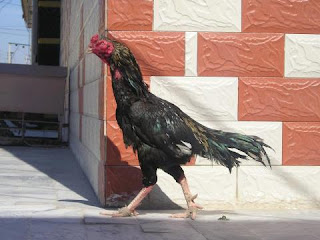 Fighting Rooster: nice kagar java asil