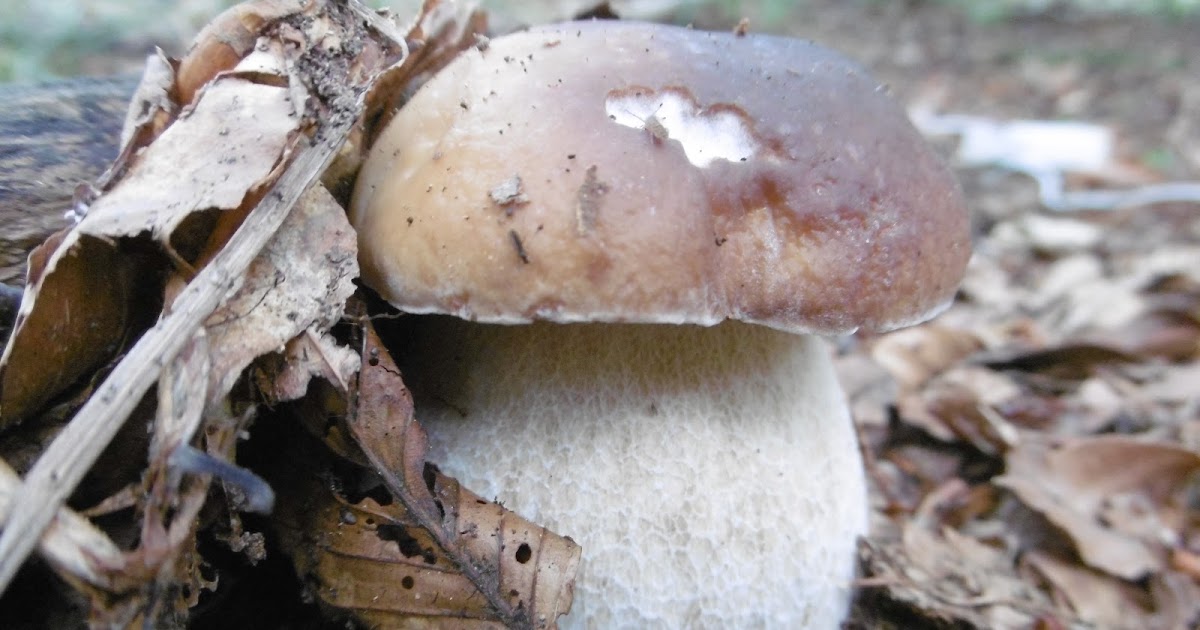 Prevedere l'uscita dei porcini