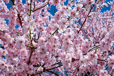 Ini Caranya Anda Boleh Berjimat Ketika Musim Sakura Di Jepun