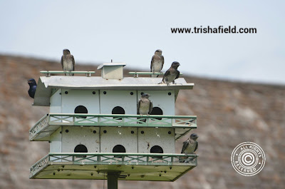 Baby Purple Martins