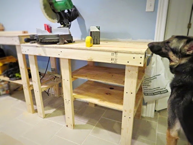 Finn sniffing the lower workbench side