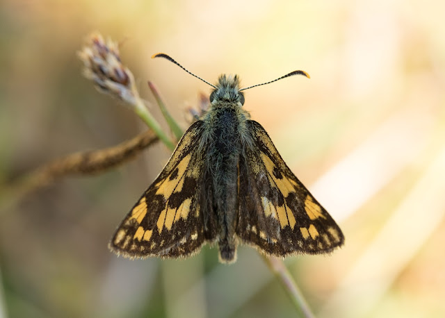 Chequered Skipper - Glasdrum Wood