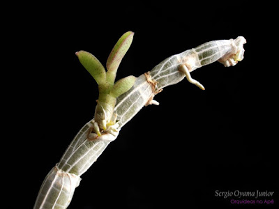 Keiki de orquídea Dendrobium loddigesii