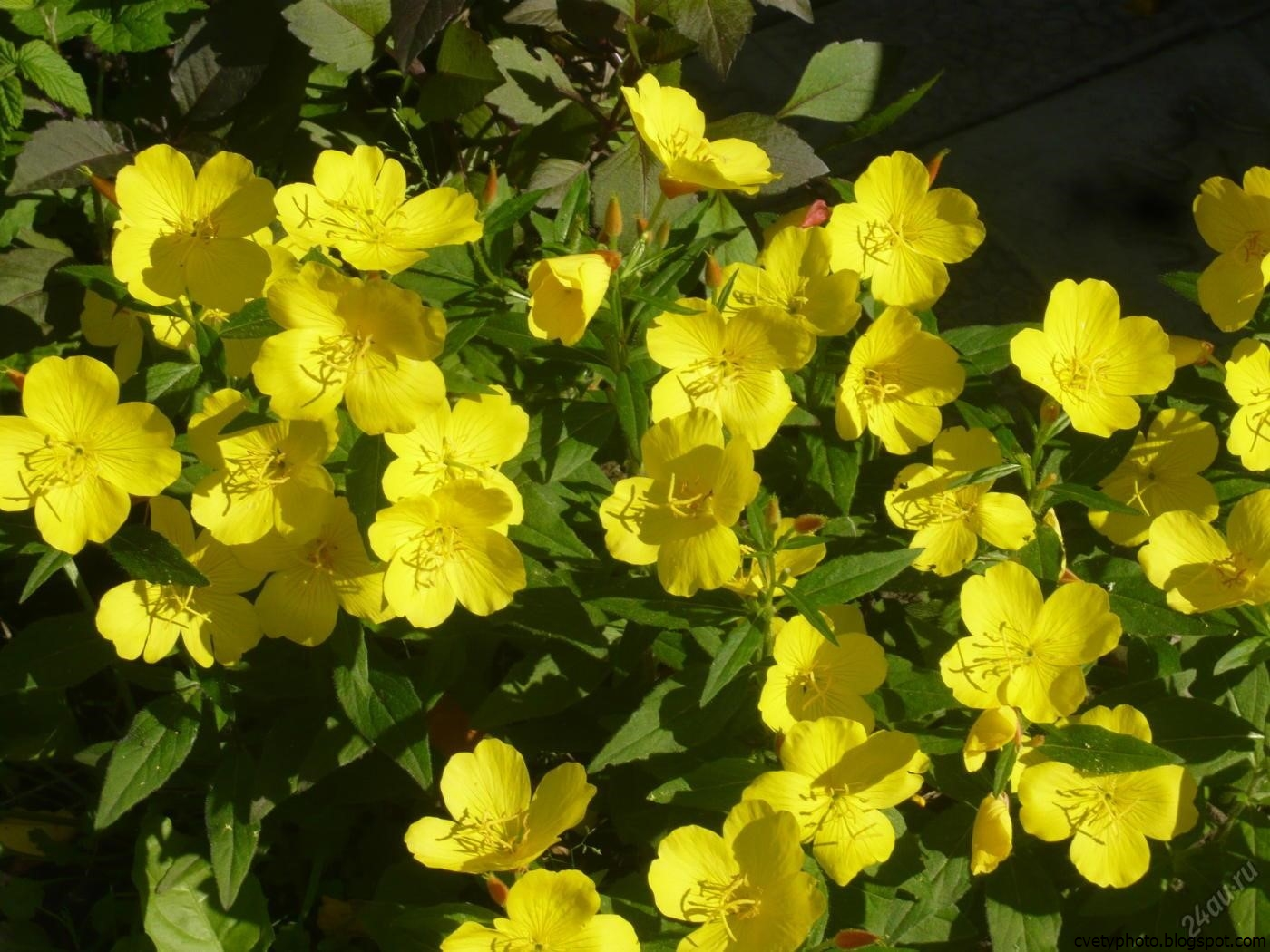 Какие цветы цветут желтыми цветами. Многолетник энотера желтая. Энотера Лунник. Вербейник энотера.